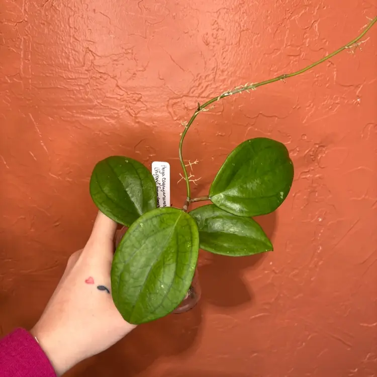 Hoya cagayanensis x unk (unreleased hybrid from KoKo Ranch)