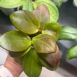 K-risten Fav Cutting Box