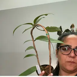 3354 H fausiana sp angulata