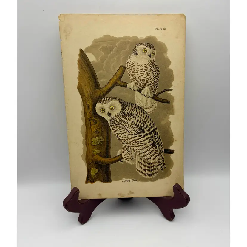 “Snow Owl”, c.1890, Color Plate Engraving, Plate 88, From An Antique Book