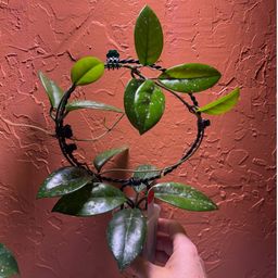 HOYA