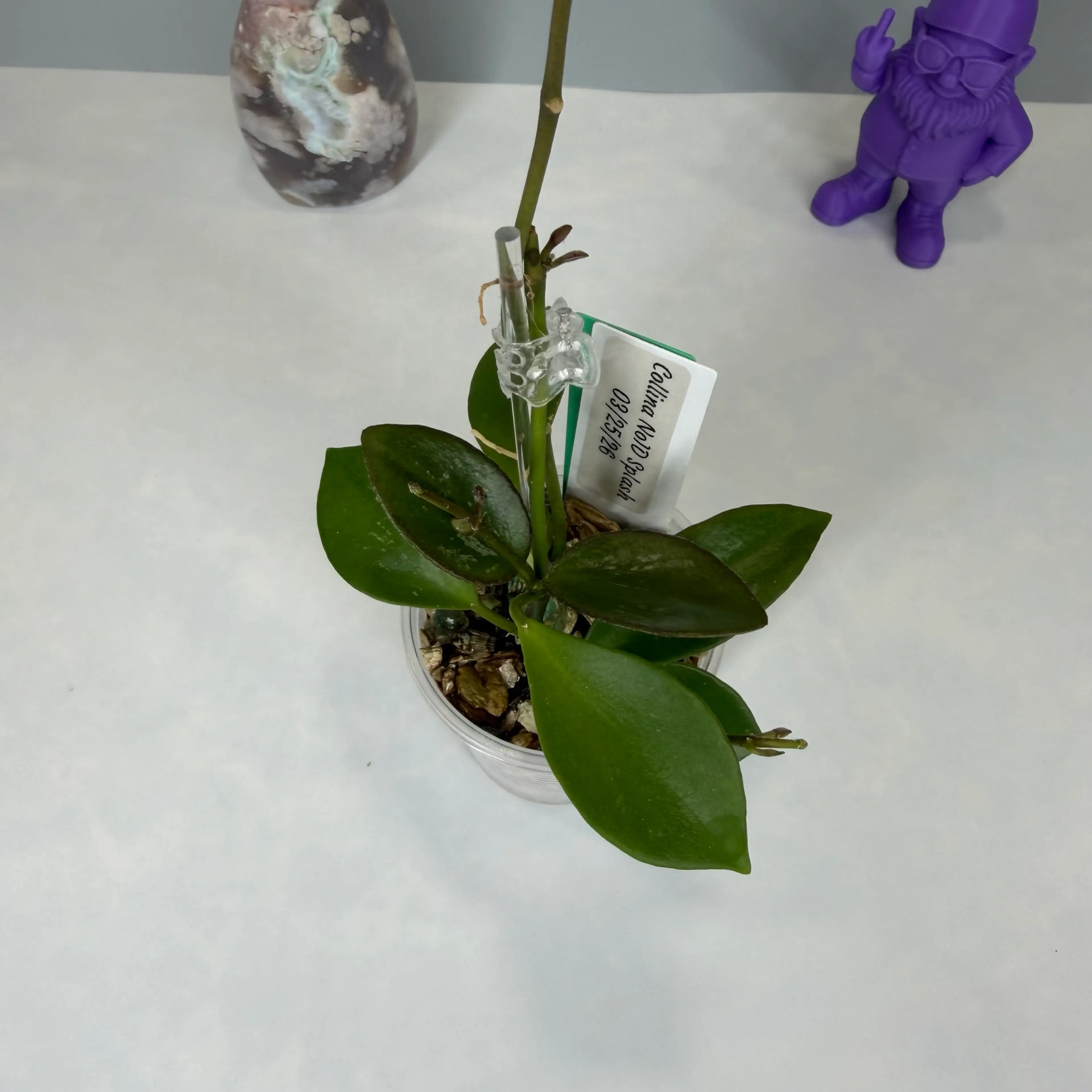 Image 2 of 3