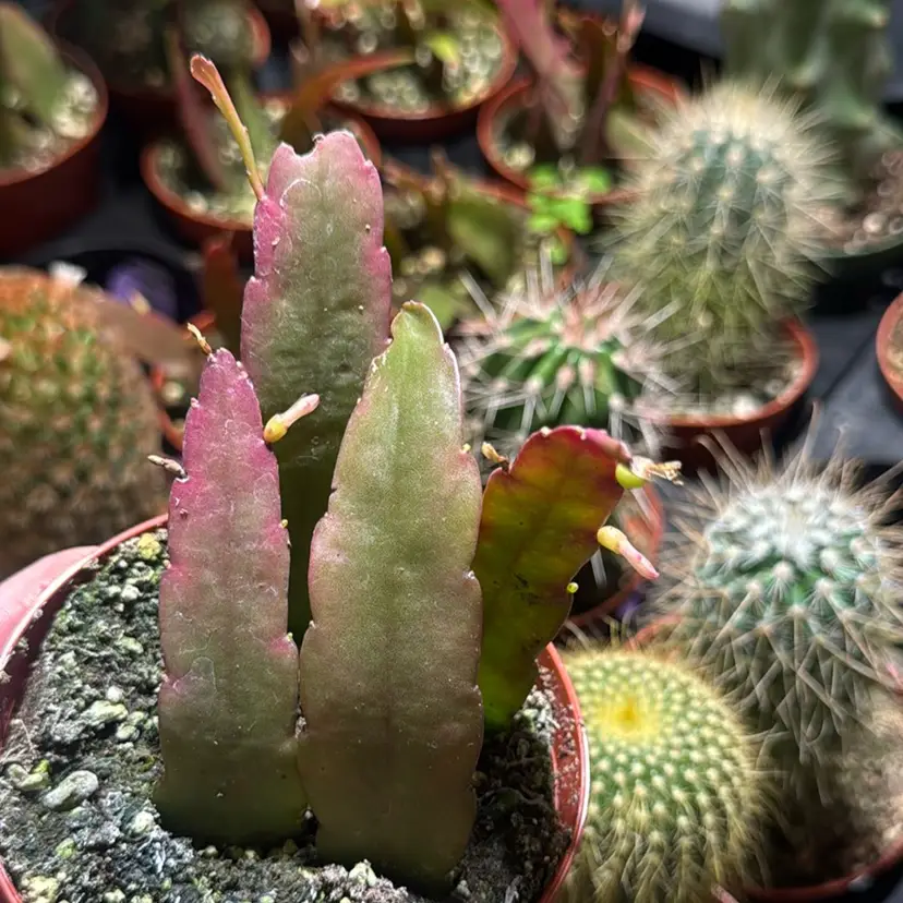 Pseudoripsalis Pink Jungle Cactus