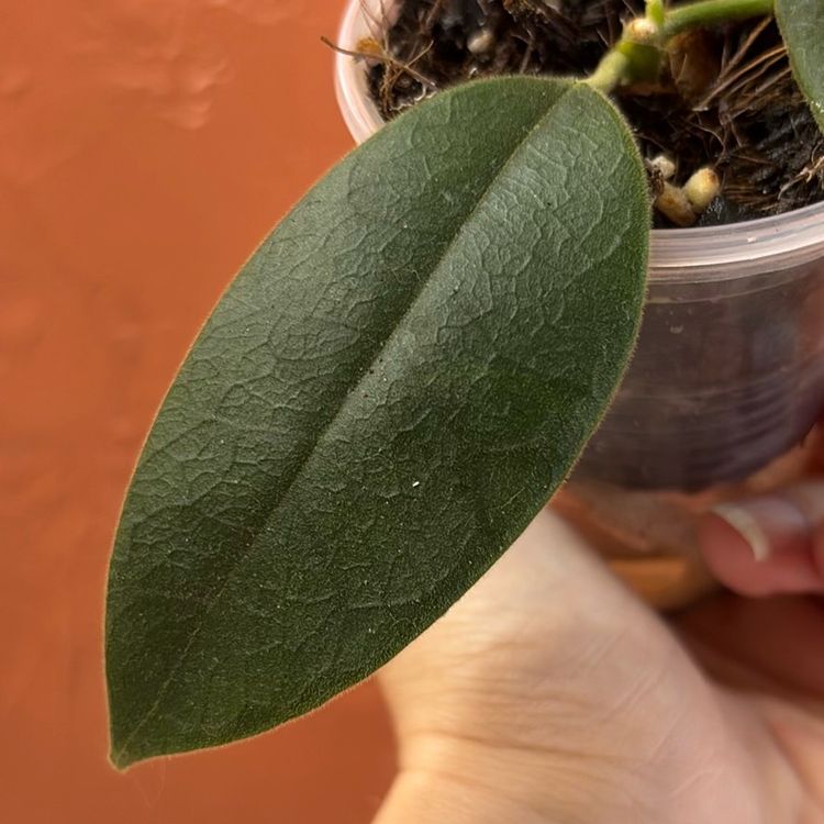 3011 Hoya kapuasensis (fuzzzzyyyy)