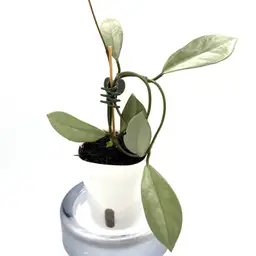 Hoya Wilbur Graves Silver