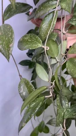 #01 - CUTTING Limoniaca x unk AS02