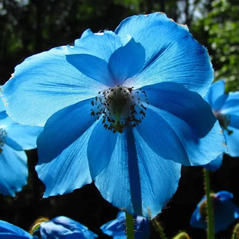 Blue Moon Poppy flower seeds