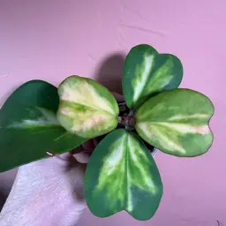 204 Kerrii inner variegated