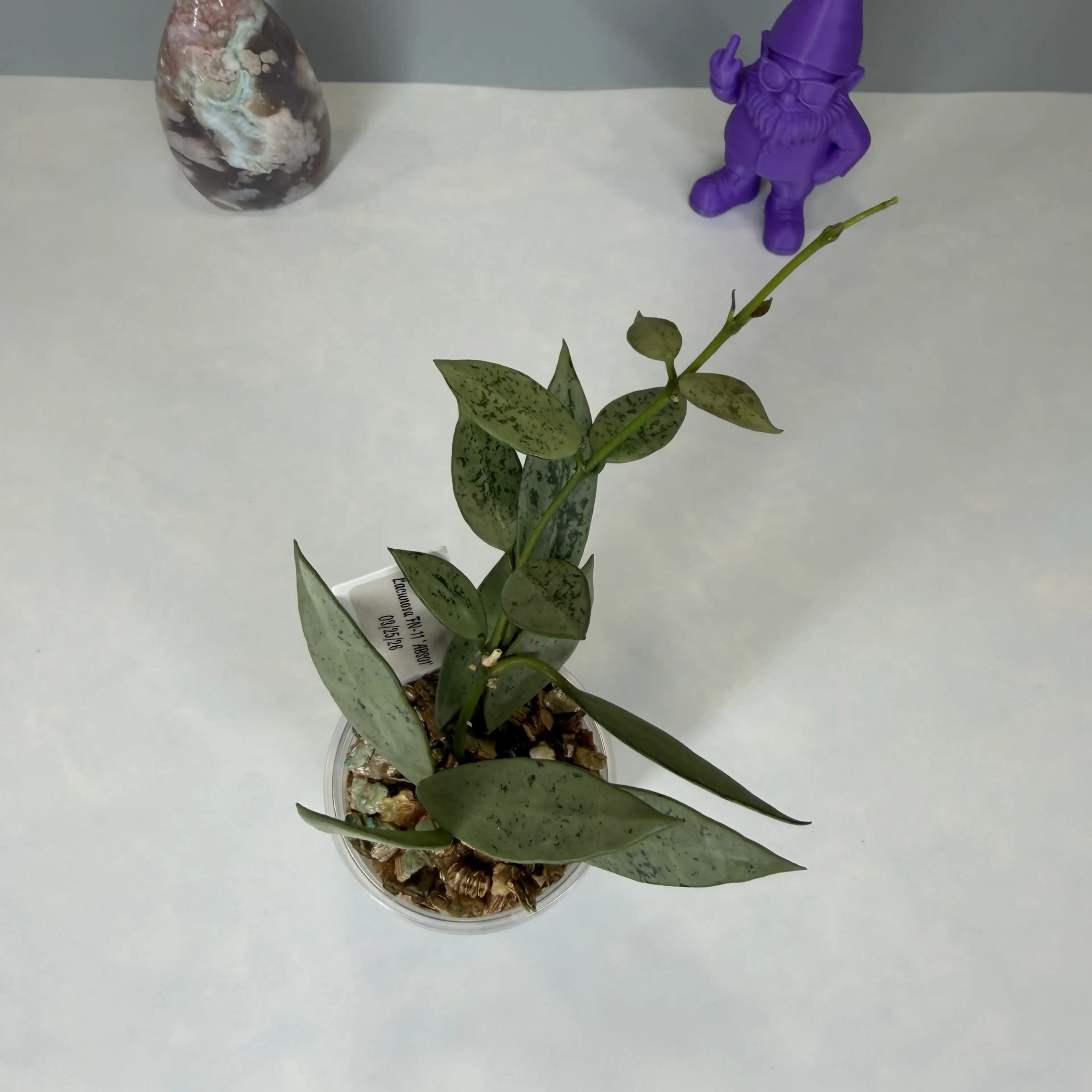 Image 2 of 2
