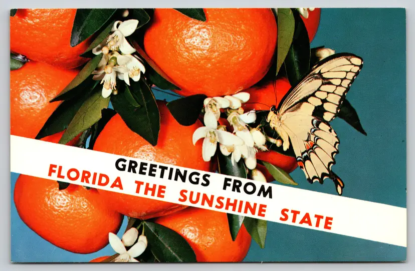 Postcard Greetings from Florida the Sunshine State Banner Oranges, Fruit  -  10652