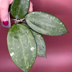 Hanhiae (pink flower)