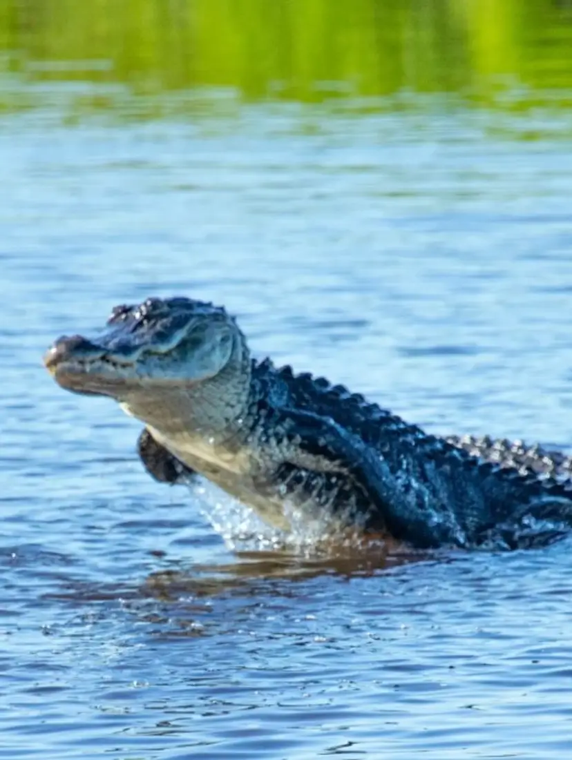 Livestream thumbnail