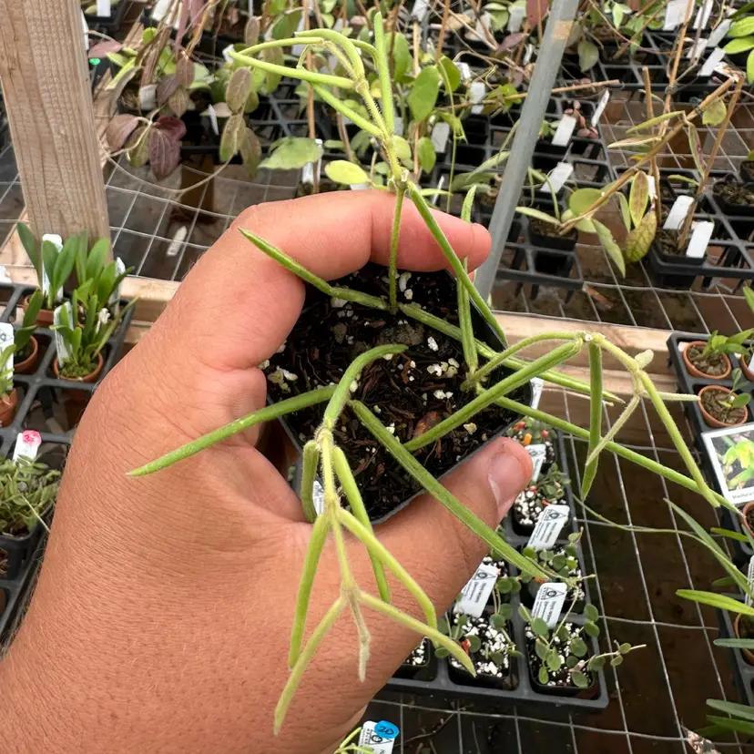Hoya linearis