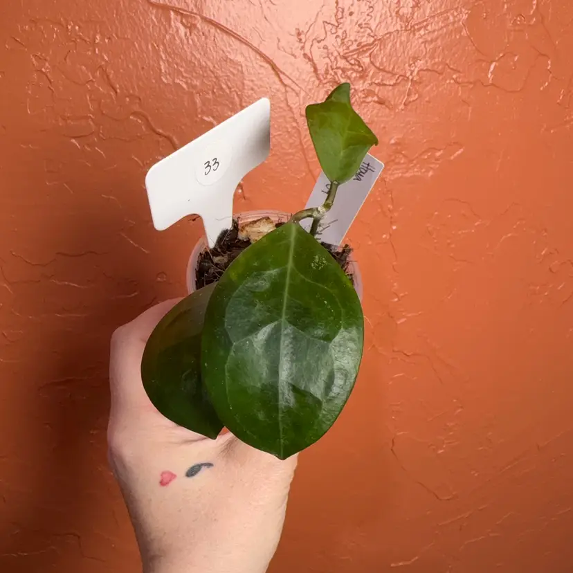 33 Hoya WRX57-04 (mindorensis lite yellow seed x elliptica)