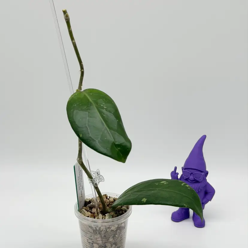 G46 RHM2457-CS03 (Clemensiorum x Unk)