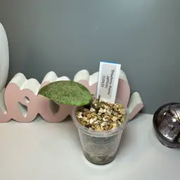 B20 ‘Strawberry Matcha’ (UPT008)