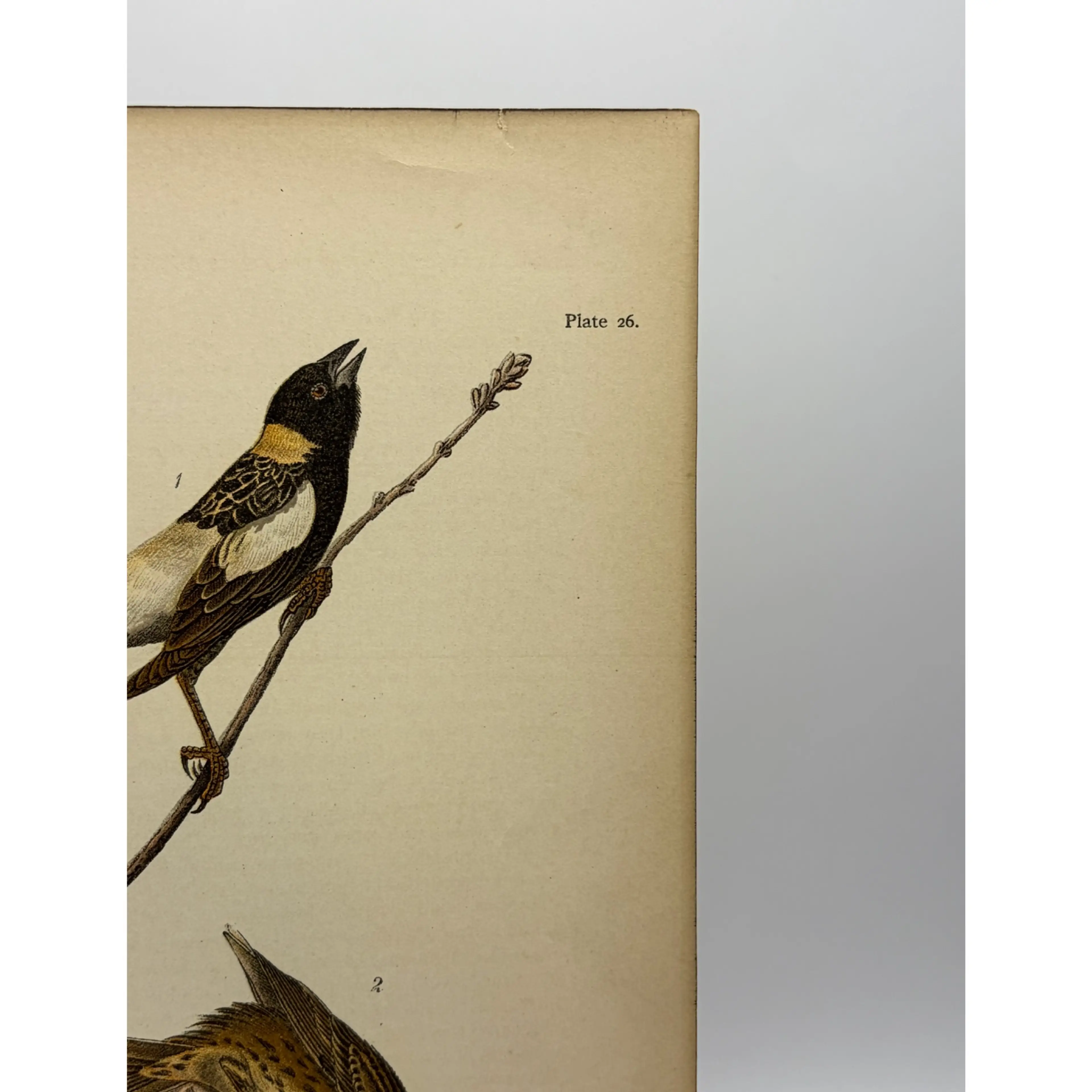 Image 3 of 9