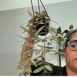 3044 H sigilatis narrow splash