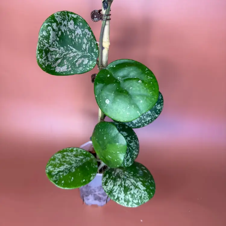 #3588 Obovata super splash (UPT)