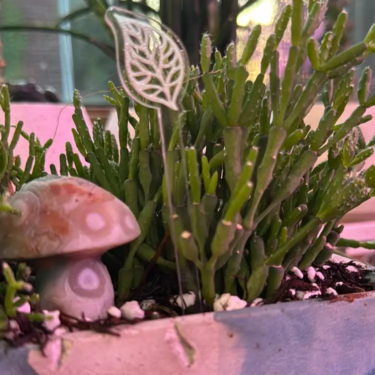 Leaf Plant Support Stake Minis