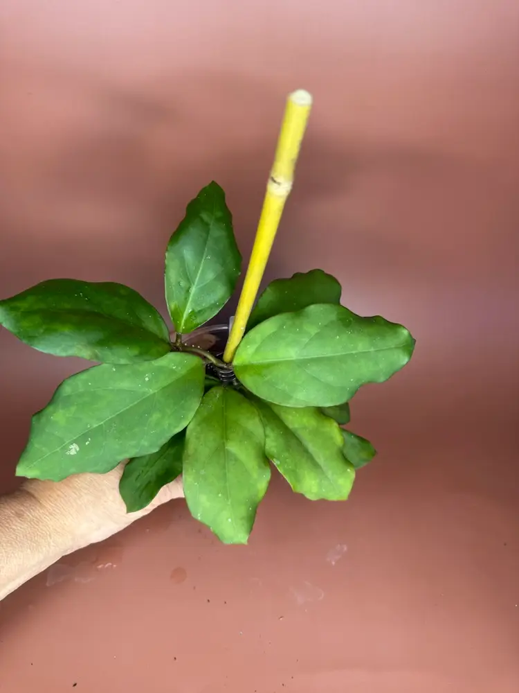 3680 Patcharawalai 029 OP
RHM2524-JLC1