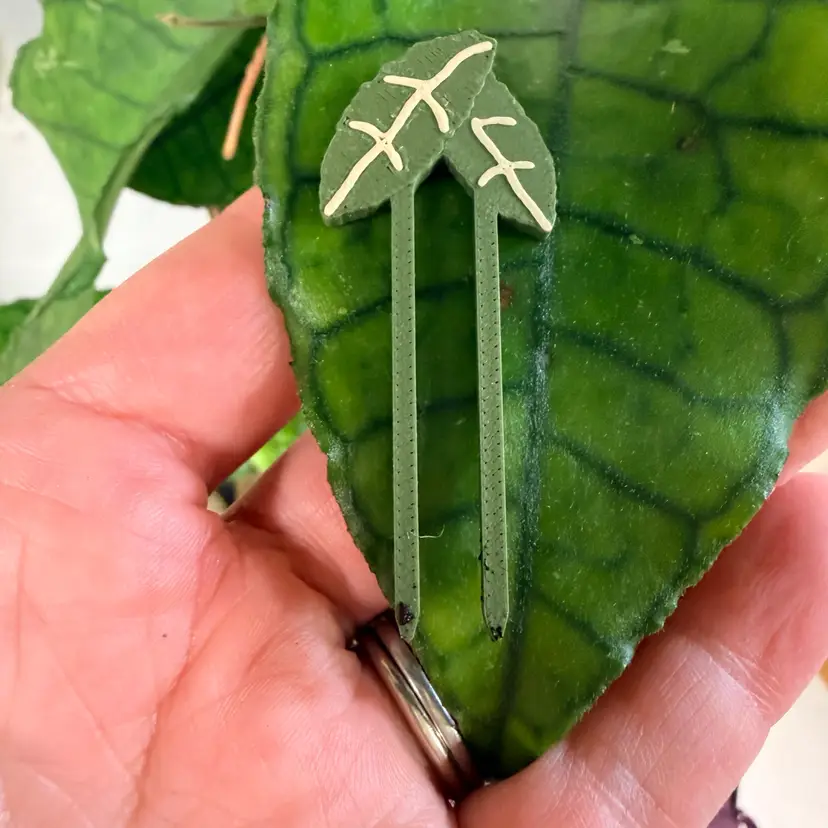 Propagation Pins - Crusty Hoya (24-pack)