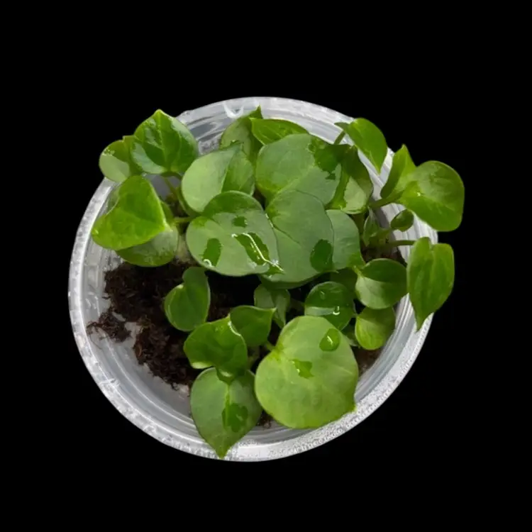 Anthurium MG-06 Seedling (Grower’s Choice)