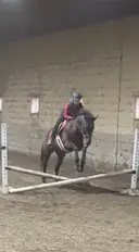 Primrose Collectibles