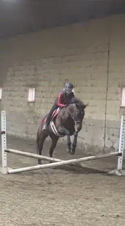 Primrose Collectibles