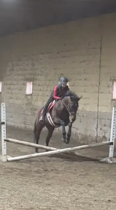 Primrose Collectibles