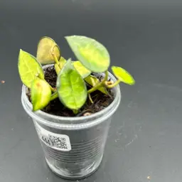 Hoya lacunosa  'Queen Midori'