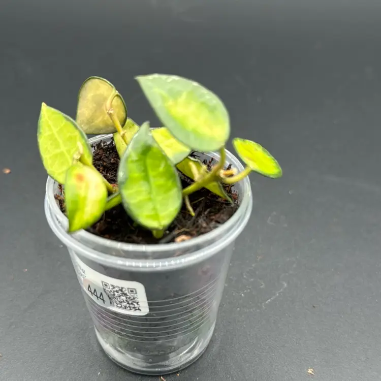 Hoya lacunosa 'Queen Midori'