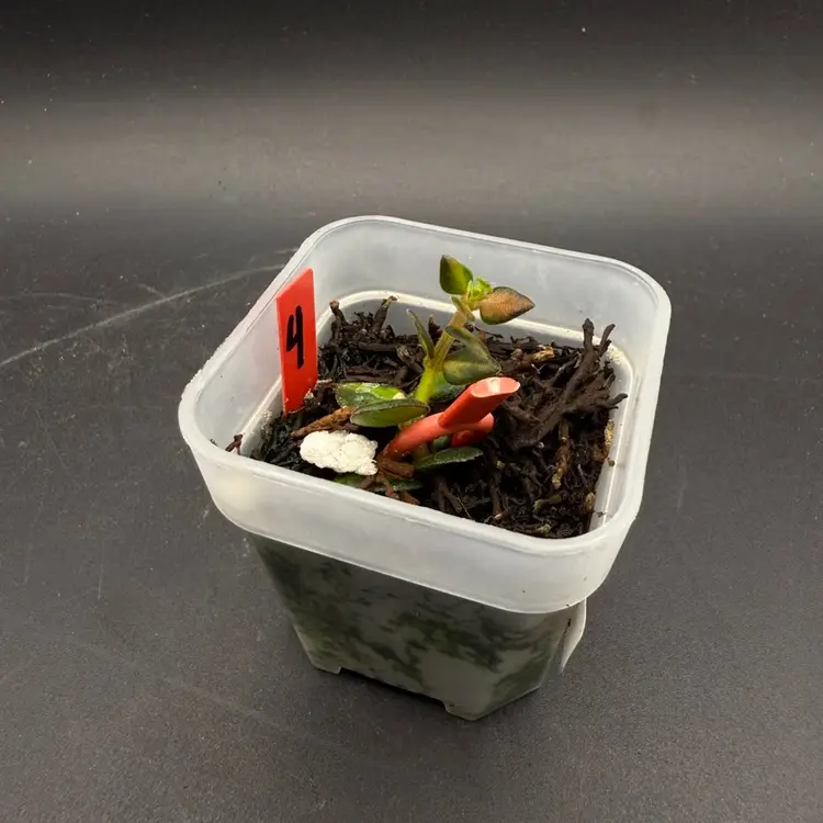 Hoya Chinghungensis Variegated (#4)