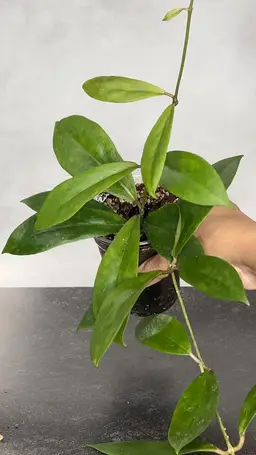 Hoya ‘Peach Bellini’ RHM 026