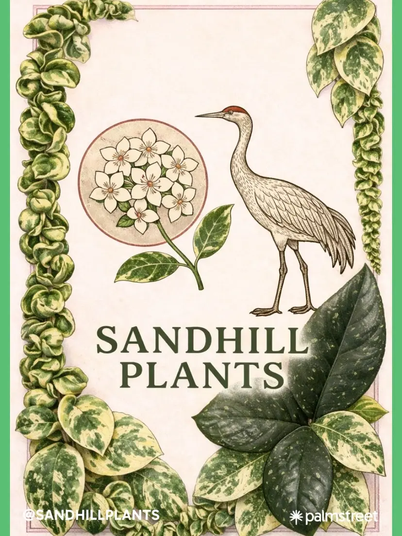 Livestream thumbnail