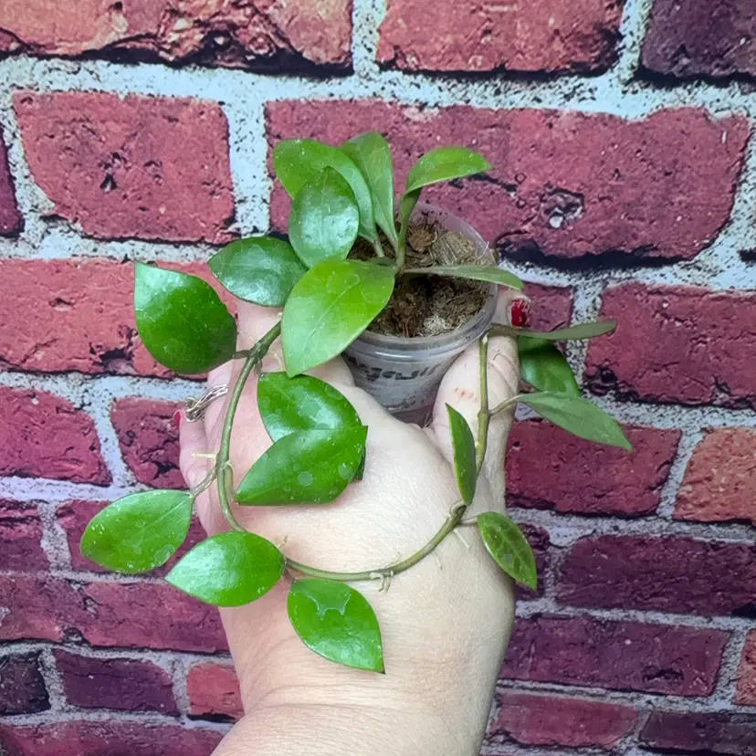 Hoya sipitangensis