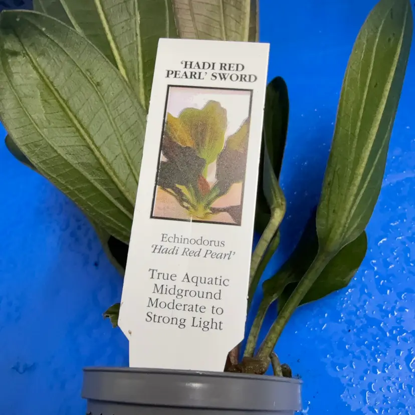 Sword, Hadi Red Pearl - Potted