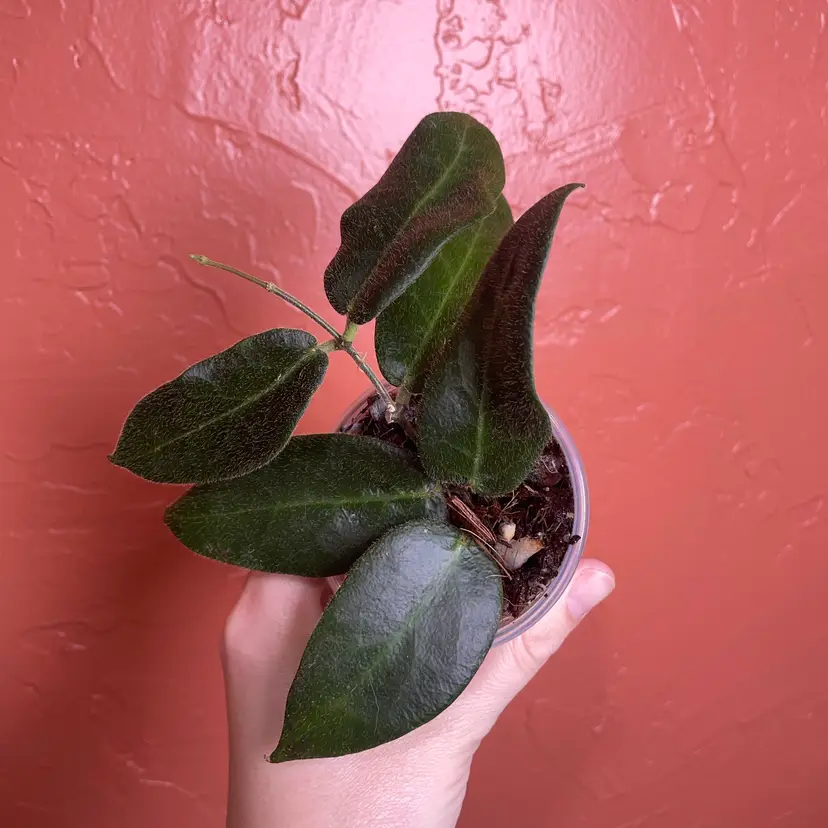 16 Hoya patella (pink flowers)