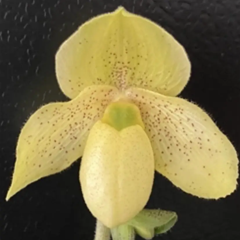Paphiopedilum Primcolor