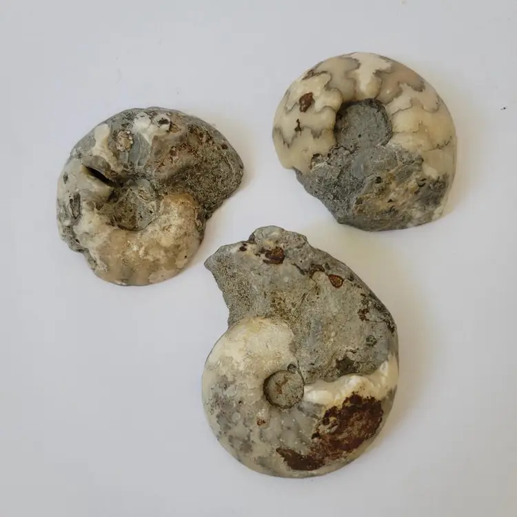 Set Of 3 Fossils