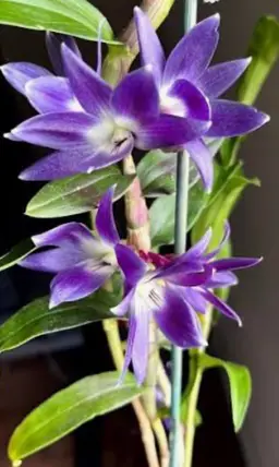 Dendrobium Victoria-reginae