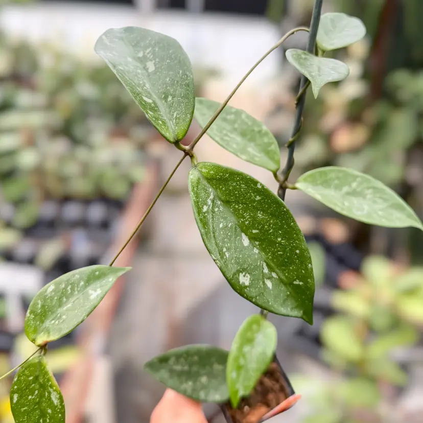PS0411 - Hoya sp. (Lai Chau, long leaves)