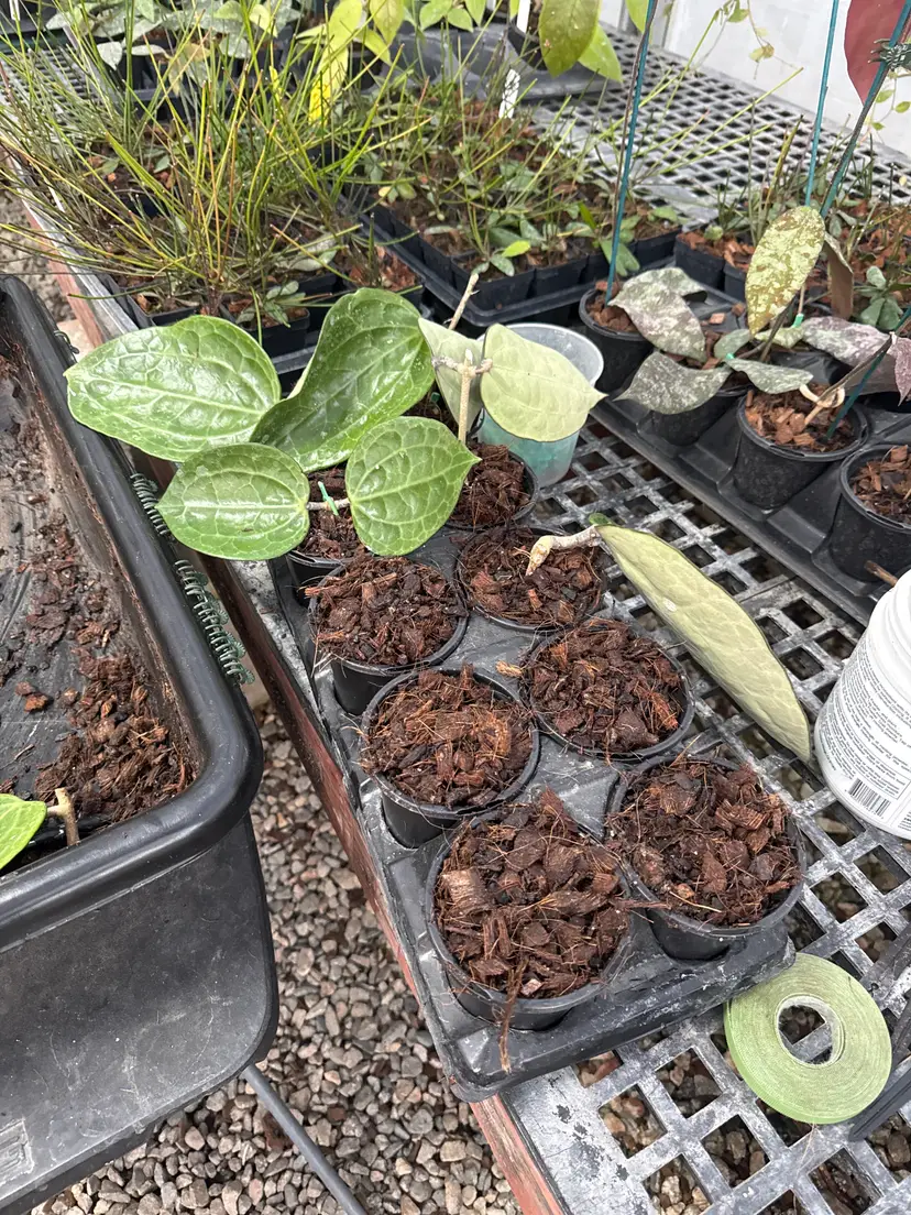 Livestream thumbnail