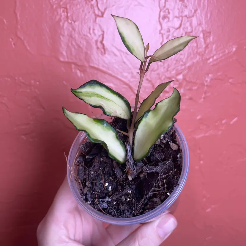 01 Hoya lacunosa ‘Souma’