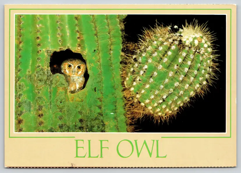 Postcard Elf Owl in Small Woodpecker hole within Giant Saguaro Cactus Birds - 9720