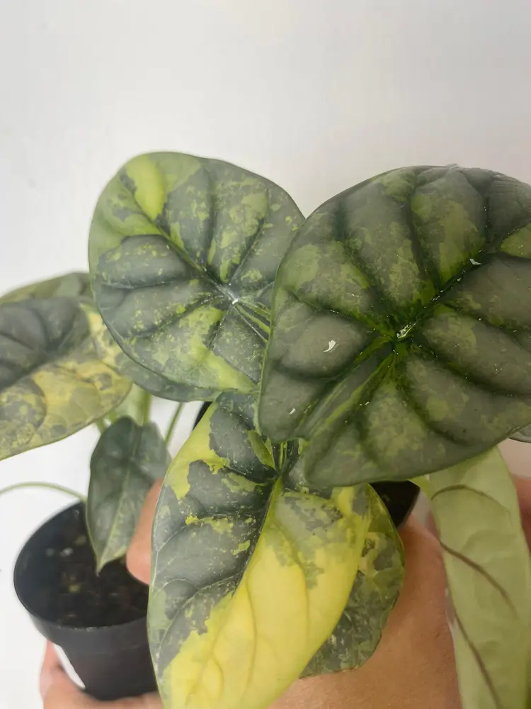 Alocasia silver dragon variegated 3”