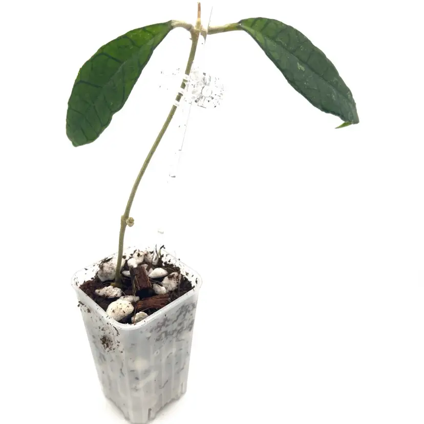 Emily’s Finlaysonii ‘Narrow’