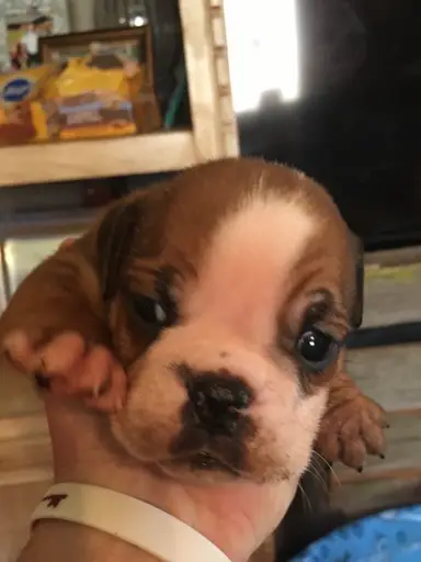 Baby Rosey Invites You To The Show. New Items, Glass, Christmas, Porcelain Animals And So Much More. Most Items Will Be Prelisted Before The Show!