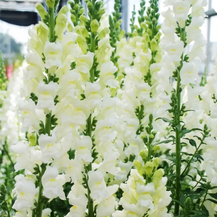 Snowflake Snapdragon flower seeds
