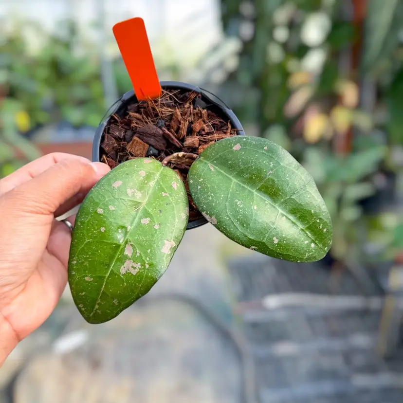 PS0256 - Hoya verticillata 'Bird of Paradise'